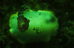 Goniobranchus sinensis