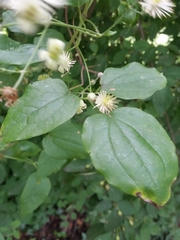 Clematis vitalba