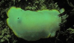 Goniobranchus sinensis