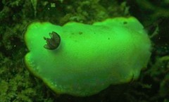 Goniobranchus sinensis