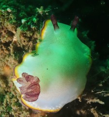 Goniobranchus sinensis