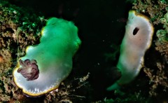 Goniobranchus sinensis