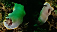 Goniobranchus sinensis