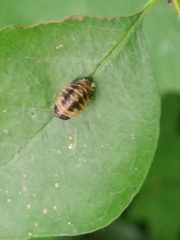 Harmonia axyridis