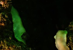 Goniobranchus sinensis