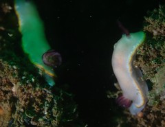 Goniobranchus sinensis