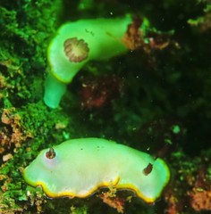 Goniobranchus sinensis