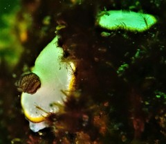 Goniobranchus sinensis