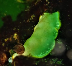 Goniobranchus sinensis