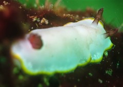 Goniobranchus sinensis