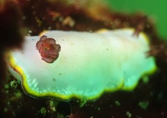 Goniobranchus sinensis