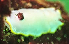 Goniobranchus sinensis