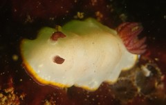 Goniobranchus sinensis