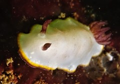 Goniobranchus sinensis