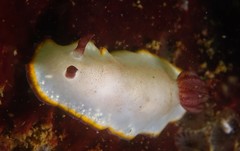 Goniobranchus sinensis