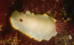 Goniobranchus sinensis