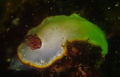 Goniobranchus sinensis