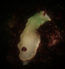 Goniobranchus sinensis