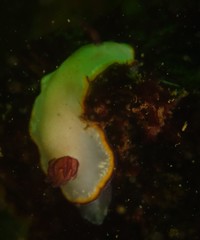 Goniobranchus sinensis