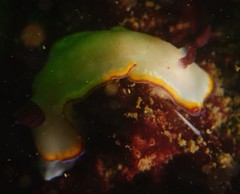 Goniobranchus sinensis