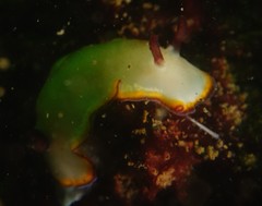 Goniobranchus sinensis