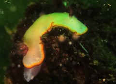 Goniobranchus sinensis