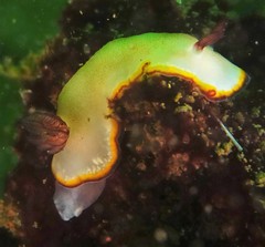 Goniobranchus sinensis