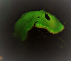 Goniobranchus sinensis