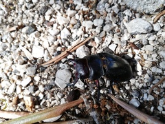 Lucanus barbarossa
