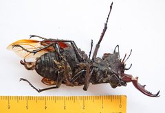 Lucanus cervus turcicus