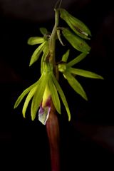 Nervilia concolor