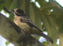Empidonomus varius