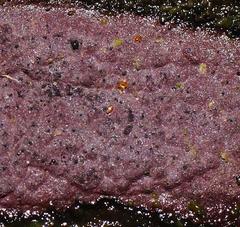 Hypoxylon rubiginosum