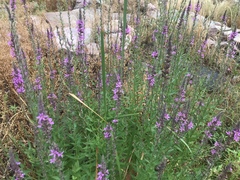 Lythrum salicaria