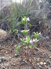 Acanthomintha ilicifolia