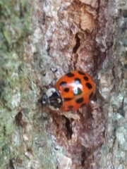 Harmonia axyridis