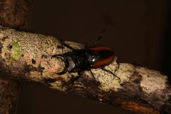Prosopocoilus