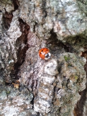 Harmonia axyridis