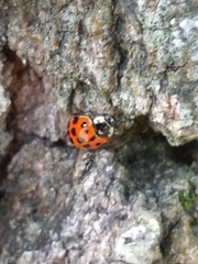 Harmonia axyridis