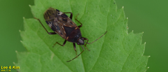 Neolethaeus