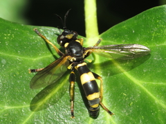 Conops ceriaeformis