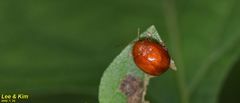 Argopus