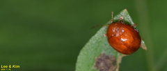 Argopus