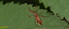 Epidaus tuberosus