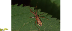 Epidaus tuberosus