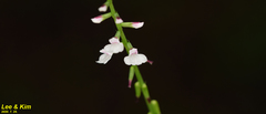 Phryma