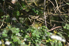 Ramphocaenus melanurus