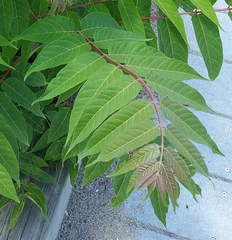 Ailanthus altissima