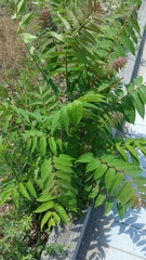 Ailanthus altissima