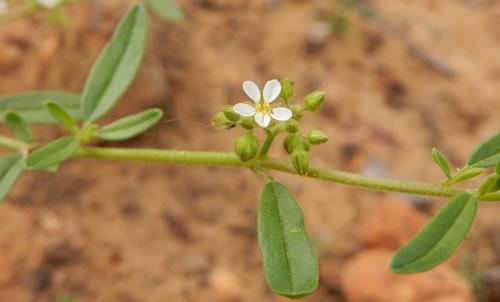 Sticky lizardfoot (Limeum viscosum)